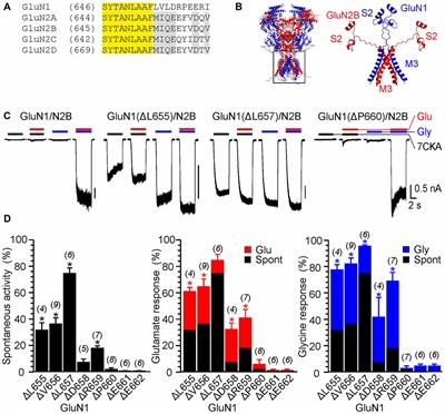 The LILI Motif of M3-S2 Linkers Is a Component of the NMDA Receptor Channel Gate